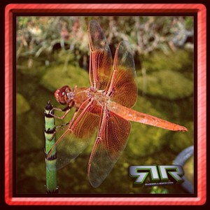 #DragonFly @RussellRope