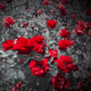 #GLiTcH #RoSeS @RussellRope